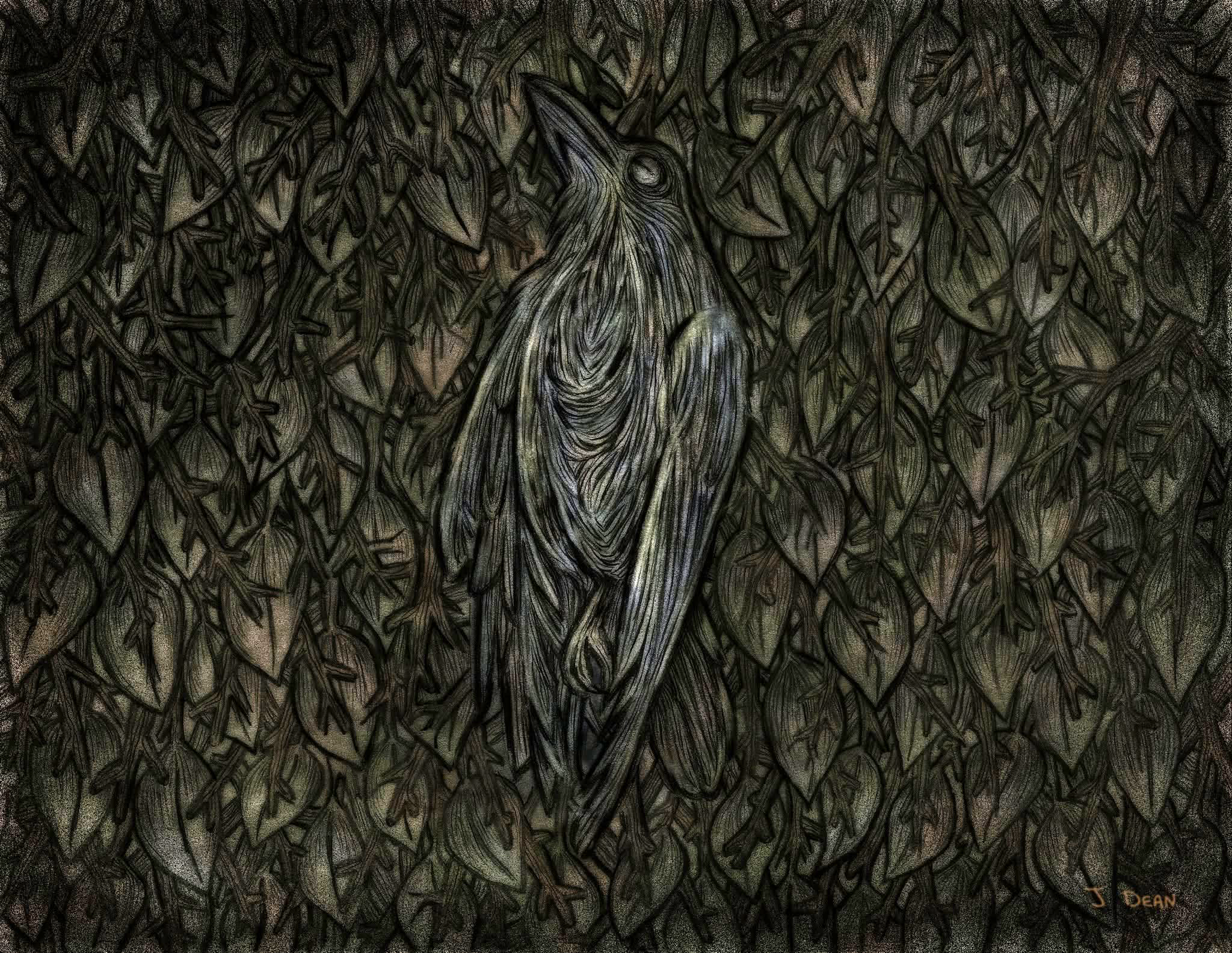 Dead crow